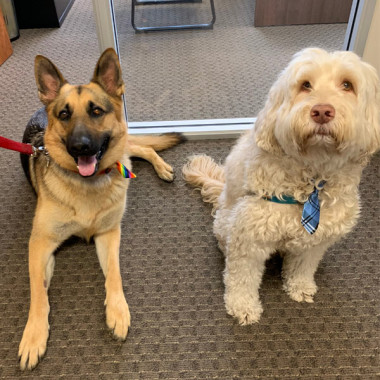 Image for post National Take Your Dog to Work Day 2019